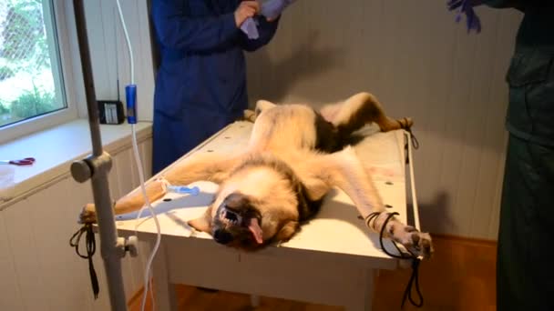 Två läkare veterinär bär handskar före operation — Stockvideo