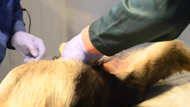 Twee dierenarts voert chirurgie, dieren — Stockvideo