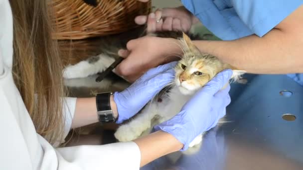 Kranke Katze in Tierklinik gequält — Stockvideo