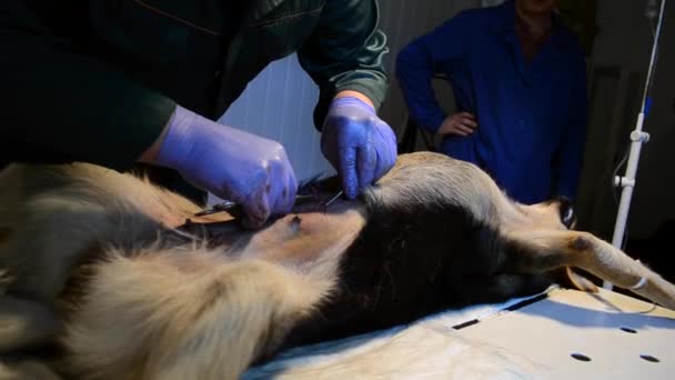 Costura costura perros después de la cirugía — Vídeos de Stock