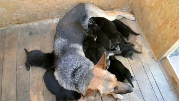 Pastor adulto con sus cachorros — Vídeo de stock