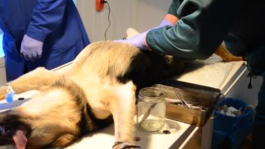 köpek veteriner sterilizasyon için iki doktor ameliyat