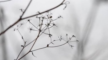 Kuru ot makro gri arka plan bulanık '