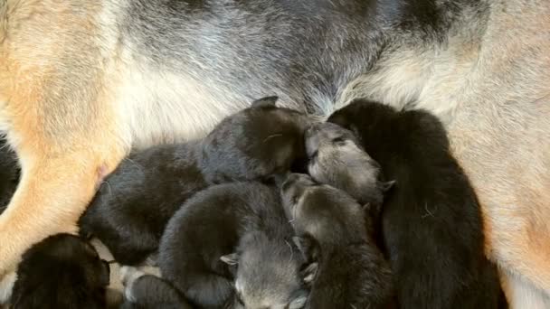 Pequeño negro cachorro chupando leche de madre — Vídeos de Stock