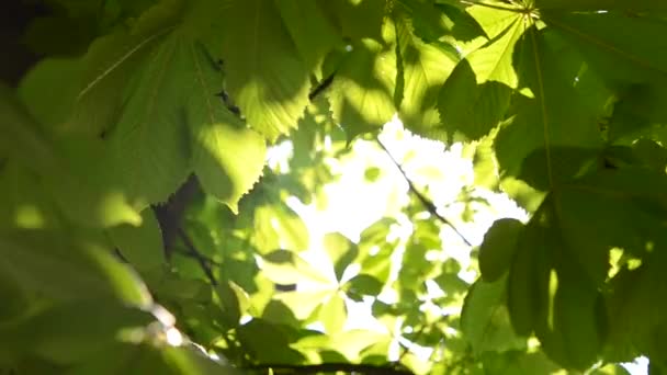 Sun shining through bright spring leaves of chestnut — Stock Video