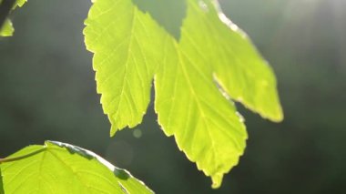 Bir ağacı güneş yakın çekim yaprak yeşil