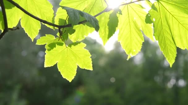 Beautiful green leaf on branch of tree with sun backlighting — Stock Video