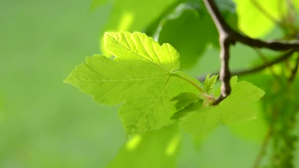Foglia verde su ramo su sfondo verde sfocato — Video Stock