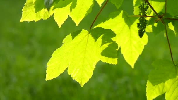Verse groene bladeren op een tak van een boom met de achtergrondverlichting van de zon — Stockvideo