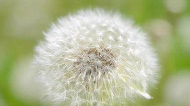 Beyaz karahindiba Rüzgar yakın çekim içinde