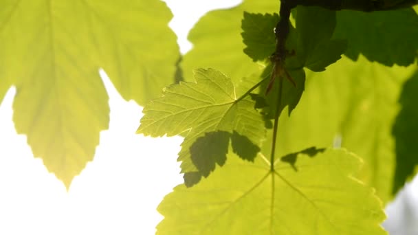 Folhas frescas da mola com closeup retroiluminado do sol — Vídeo de Stock