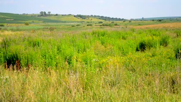 Feld an einem heißen Sommertag — Stockvideo