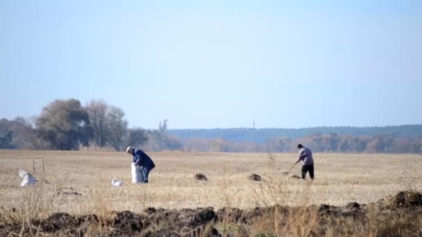 Village de Chepelievka, Ukraine. 29 octobre 2015 : - Deux personnes récoltent du foin sur le champ — Video