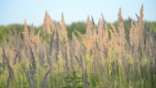 Herbe sèche pelucheuse dans le vent — Video