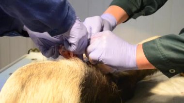 köpek sterilizasyon işlemi portre