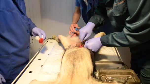 Dog surgery close-up — Stock Video