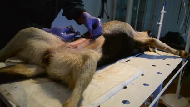 Medico veterinario suture dopo l'intervento chirurgico il cane — Video Stock