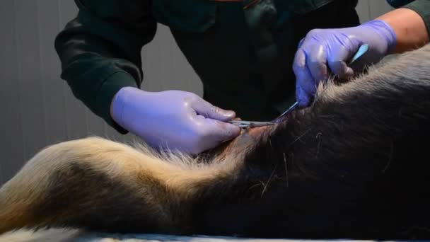 Aiguille de vétérinaire et fil suture l'incision après la chirurgie le chien — Video