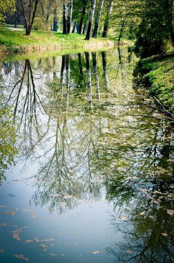 ağaç bahar ile su yansıma yaprakları