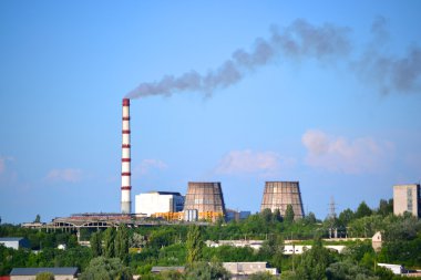 güneşli havalarda borularla bitkisinin görünümü