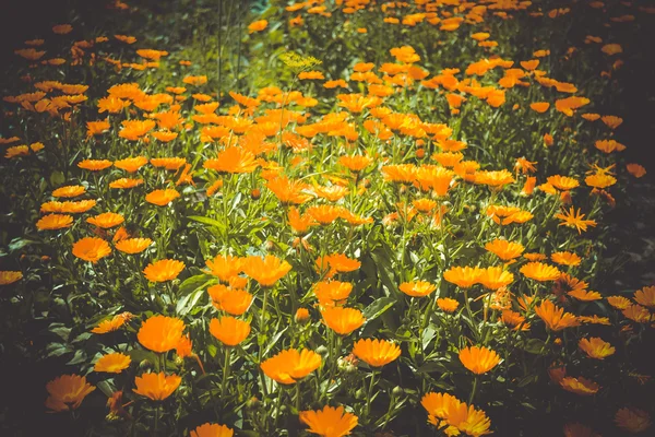 Achtergrond van oranje bloemen met groene bladeren — Stockfoto
