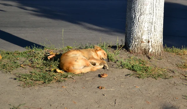 Cão vadio jaz no chão perto da árvore — Fotografia de Stock