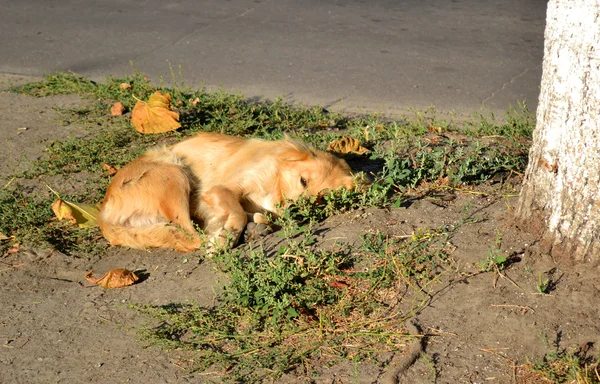 Cão vadio jaz no chão perto da árvore — Fotografia de Stock