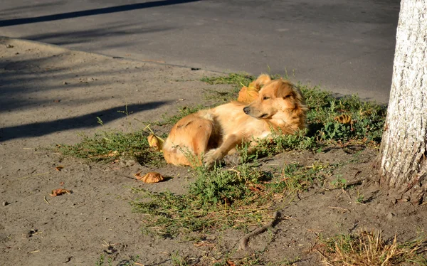 Chien errant se trouve sur le sol près de l'arbre — Photo