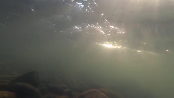 Камені на дні гірських річкових і повітряних бульбашок — стокове відео