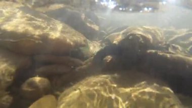 Dağ nehrinin dibindeki taşlar ve hava kabarcıkları