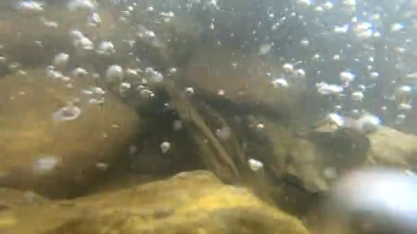 Stenar på botten av en bergsflod och luftbubblor — Stockvideo