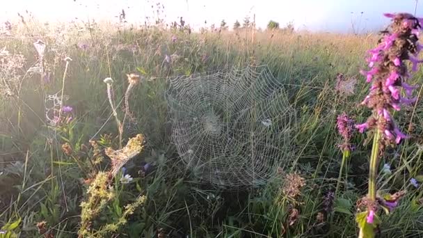 아침 이슬로 덮인 아름다운 거미 그물이 야생화 위에 걸려 있다 — 비디오