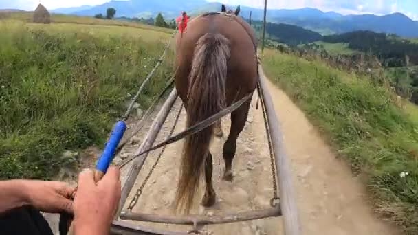 Лошадь тянет шезлонг по грунтовой дорожке в солнечный день — стоковое видео