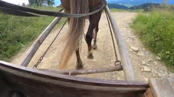 Horse pulls a chaise on a dirt path on a sunny day — Stock Footage Horse pulls a chaise on a dirt path on a sunny day Stock Footage