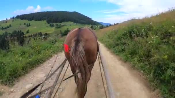 Cavallo tira una chaise su un sentiero sterrato in una giornata di sole — Video Stock