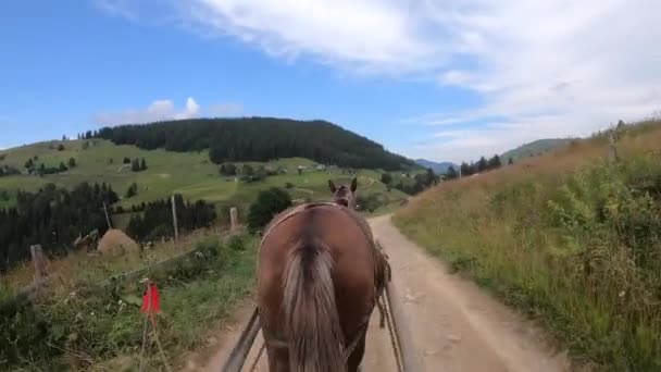 Koń ciągnie krzesło po brudnej ścieżce w słoneczny dzień — Wideo stockowe