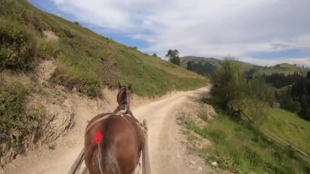 Horse pulls a chaise on a dirt path on a sunny day — Stock Footage Horse pulls a chaise on a dirt path on a sunny day Royalty Free Stock Footage