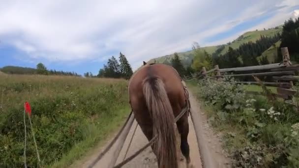 Koń ciągnie krzesło po brudnej ścieżce w słoneczny dzień — Wideo stockowe