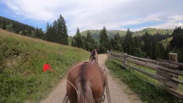 Caballo tira de una chaise en un camino de tierra en un día soleado — Vídeos de Stock