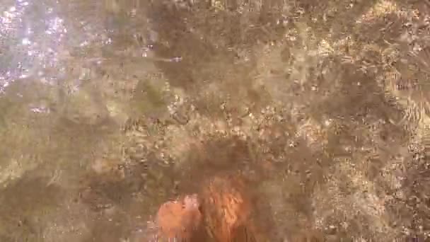 Menina de pé joelho-profundo na água na praia com areia marrom e conchas — Vídeo de Stock
