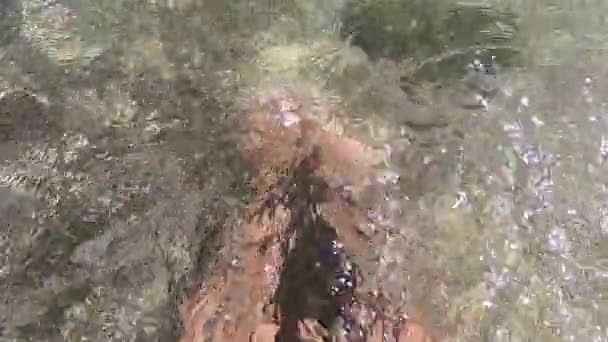 Zwei weibliche Füße stehen in klarem, transparentem Wasser am Sandstrand am Meer — Stockvideo