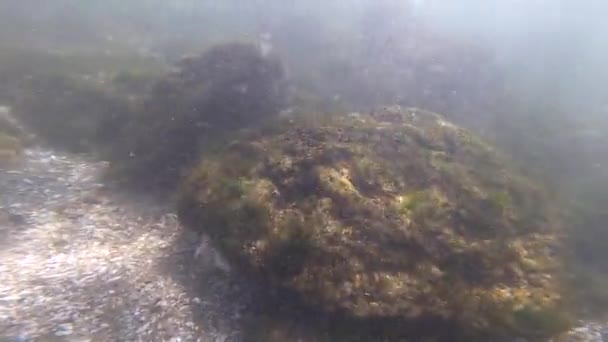 Vista das algas que crescem na superfície das pedras na parte inferior — Vídeo de Stock