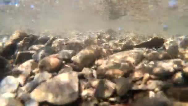 L'eau coule dans une rivière de montagne — Video