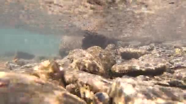 Fluxos de água em um rio de montanha — Vídeo de Stock