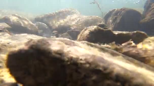 El agua fluye en un río de montaña — Vídeos de Stock