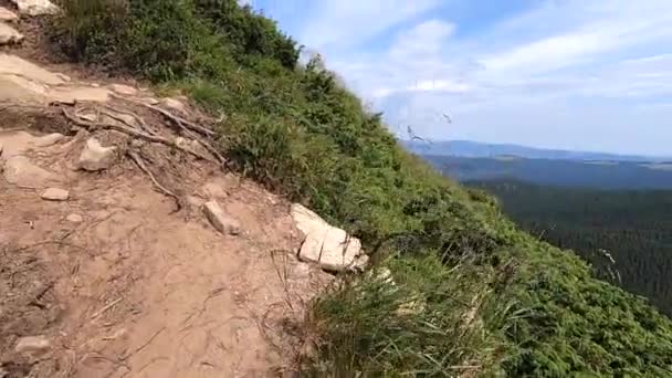 Krzew jałowca na tle panoramicznego widoku na góry. — Wideo stockowe