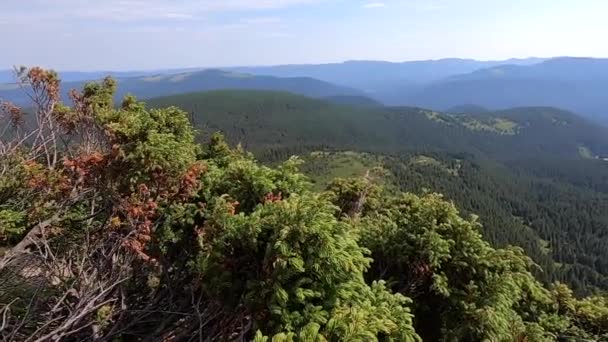 Jalovcové keře na pozadí panoramatického výhledu na hory. — Stock video