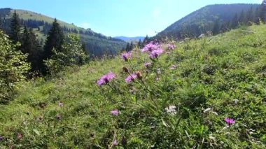 Dağın tepesindeki pembe kır çiçeği.