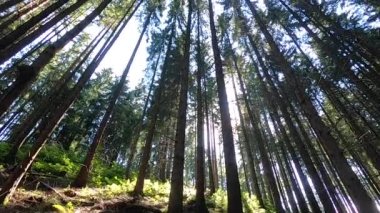 Dağlarda çam ağaçları smereka