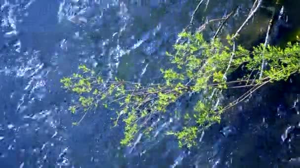 Groene tak tegen de achtergrond van het wateroppervlak van de stromende rivier — Stockvideo